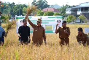 Panen Perdana Padi Gamagorora 7, Wali Kota Bima Dorong Kemandirian Pangan Daerah