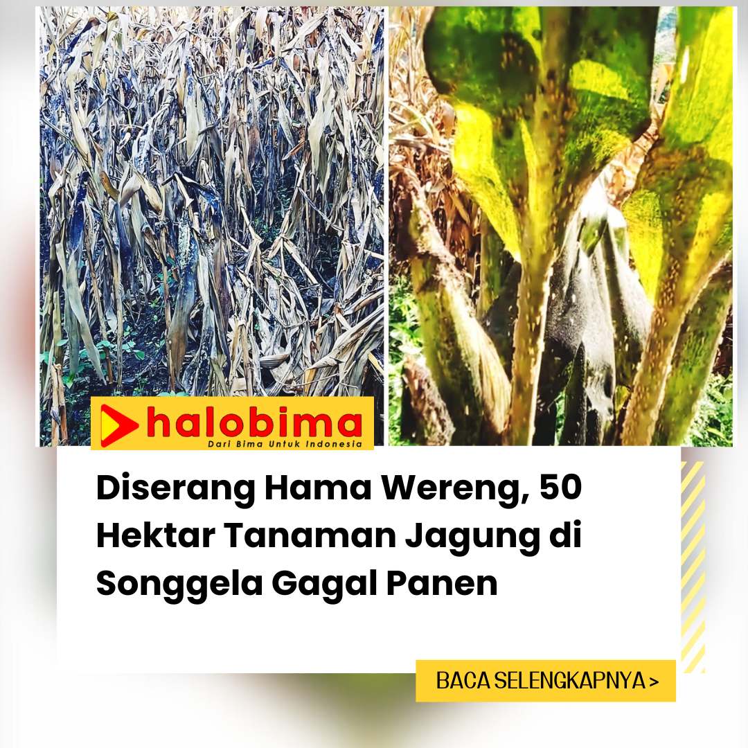 Diserang Hama Wereng, 50 Hektar Tanaman Jagung di Songgela Gagal Panen